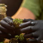 Cannabis trocknen