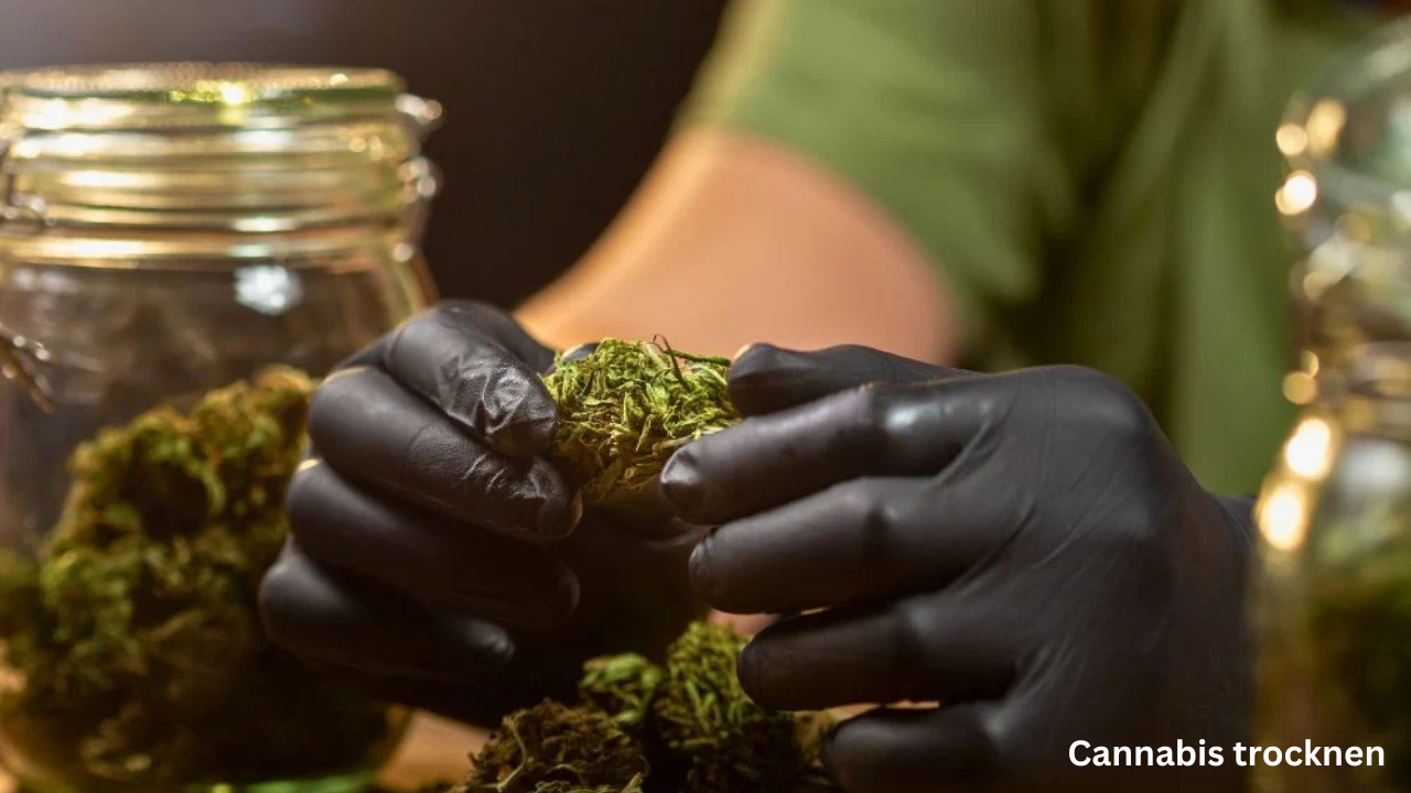 Cannabis trocknen